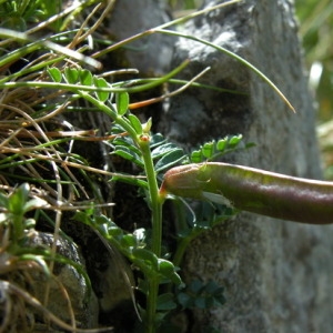 Photographie n°164807 du taxon Vicia pyrenaica Pourr. [1788]