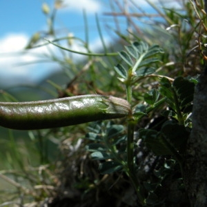 Photographie n°164808 du taxon Vicia pyrenaica Pourr. [1788]