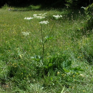 Photographie n°164846 du taxon Heracleum pyrenaicum Lam. [1785]