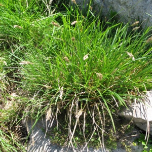  - Sesleria caerulea (L.) Ard. [1763]