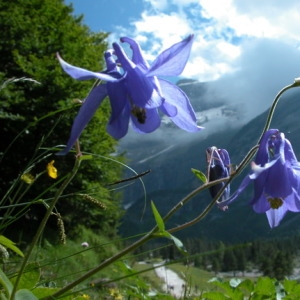 Photographie n°164861 du taxon Aquilegia vulgaris L. [1753]