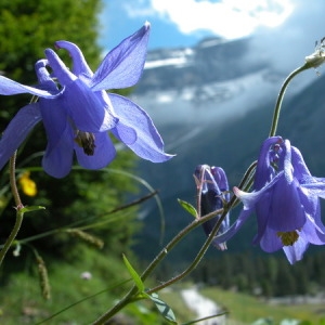 Photographie n°164862 du taxon Aquilegia vulgaris L. [1753]