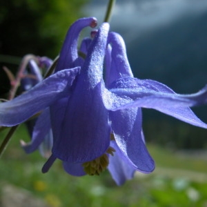 Photographie n°164864 du taxon Aquilegia vulgaris L. [1753]