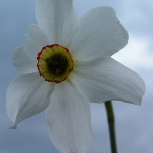 Photographie n°164867 du taxon Narcissus poeticus L. [1753]