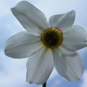 Photographie n°164868 du taxon Narcissus poeticus L. [1753]
