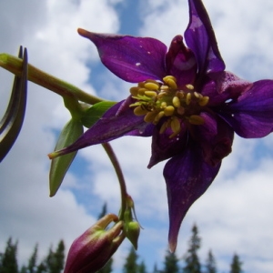 Photographie n°164893 du taxon Aquilegia alpina L. [1753]