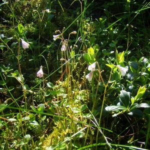 Photographie n°164906 du taxon Linnaea borealis L. [1753]