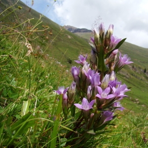 Gentiana ramosa Hegetschw. (Gentiane ramifiée)