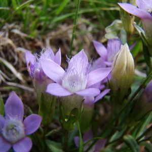 Photographie n°164917 du taxon Gentianella ramosa (Hegetschw.) Holub [1967]