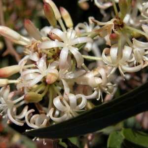 Smilax sagittifolia Lodd. (Salsepareille)