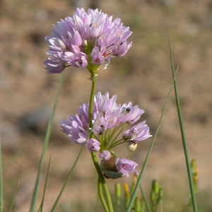 Photographie n°164936 du taxon Allium roseum L. [1753]