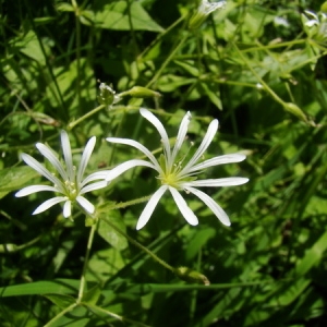 Photographie n°164943 du taxon Stellaria nemorum L. [1753]