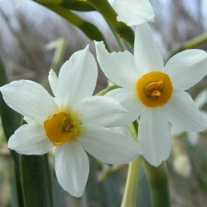 Photographie n°164969 du taxon Narcissus tazetta L. [1753]