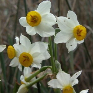 Photographie n°164970 du taxon Narcissus tazetta L. [1753]
