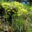  Claude FIGUREAU - Euphorbia cyparissias L. [1753]