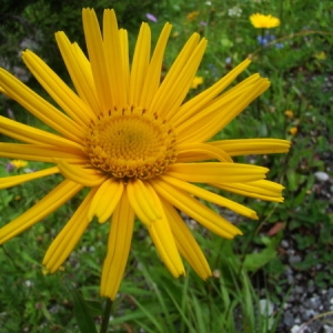 Photographie n°165002 du taxon Buphthalmum salicifolium L. [1753]