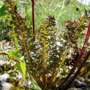  - Pedicularis rostratocapitata Crantz [1769]