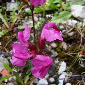  - Pedicularis rostratocapitata Crantz [1769]