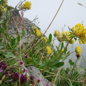 Photographie n°165011 du taxon Anthyllis vulneraria L. [1753]