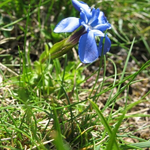 Photographie n°165012 du taxon Gentiana verna L. [1753]