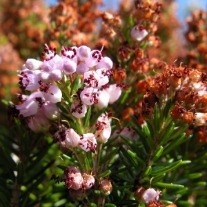 Photographie n°165033 du taxon Erica vagans L. [1770]