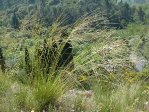 Claude FIGUREAU, le 20 mai 2004 (Lagrasse)