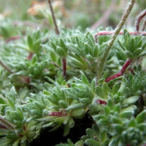 Photographie n°165044 du taxon Androsace carnea L. [1753]