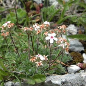 Photographie n°165046 du taxon Androsace carnea L. [1753]