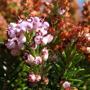 Photographie n°165061 du taxon Erica vagans L. [1770]