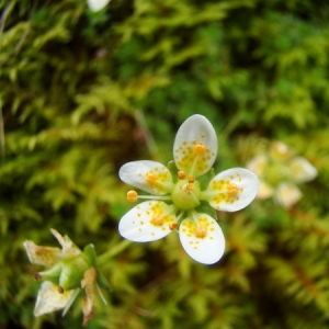 Photographie n°165071 du taxon Saxifraga aspera L. [1753]