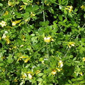 Photographie n°165072 du taxon Jasminum fruticans L. [1753]