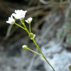 Photographie n°165075 du taxon Kernera saxatilis (L.) Sweet [1827]