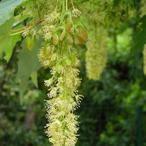 Photographie n°165079 du taxon Acer pseudoplatanus L. [1753]