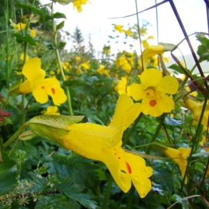 Photographie n°165083 du taxon Mimulus guttatus Fisch. ex DC. [1813]