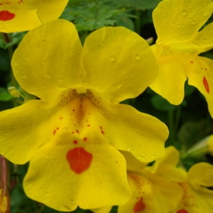 Photographie n°165084 du taxon Mimulus guttatus Fisch. ex DC. [1813]