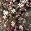  Claude FIGUREAU - Sedum dasyphyllum L. [1753]