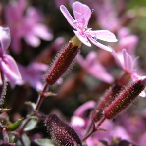 Photographie n°165110 du taxon Saponaria ocymoides L.