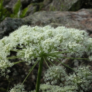 Photographie n°165111 du taxon Angelica razulii Gouan [1773]