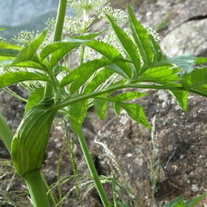 Photographie n°165112 du taxon Angelica razulii Gouan [1773]