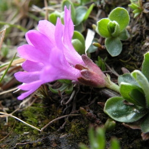 Primula incisa Lam. (Primevère à feuilles entières)