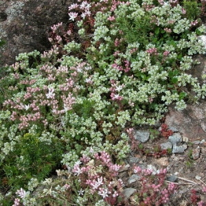 Photographie n°165126 du taxon Scleranthus perennis L. [1753]