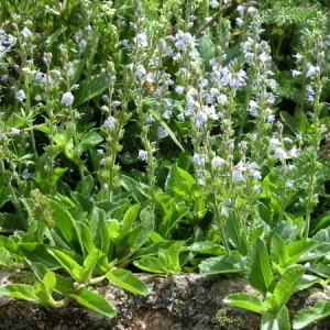 Photographie n°165129 du taxon Veronica officinalis L. [1753]