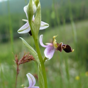 Photographie n°165143 du taxon Ophrys x pseudapifera Caldesi [1880]