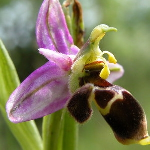  - Ophrys x pseudapifera Caldesi [1880]