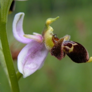  - Ophrys x pseudapifera Caldesi [1880]