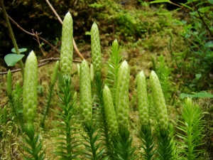 Claude FIGUREAU, le 19 juillet 2012 (Autriche Gries Nissl alm)