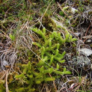  - Lycopodium annotinum L. [1753]