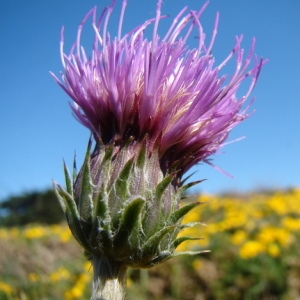 Photographie n°165153 du taxon Cirsium filipendulum Lange [1861]