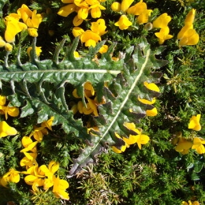 Photographie n°165155 du taxon Cirsium filipendulum Lange [1861]