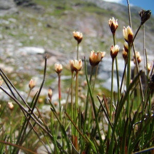 Photographie n°165156 du taxon Juncus triglumis L. [1753]